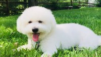 Bichon Frise thumbnail