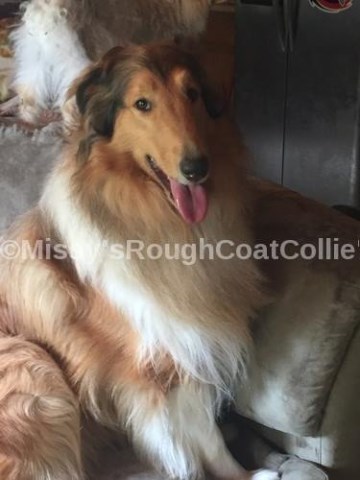 Missy's Rough Coat Collie's