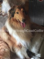 Missy's Rough Coat Collie's