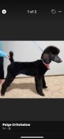 Donna stephens - Poodle Standard Stud