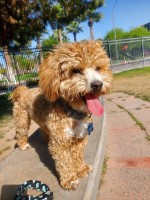 Alexis Alexander - Poodle Miniature Stud