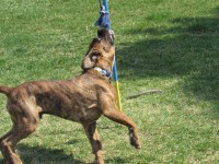 sandra beaubien - Boxer Stud