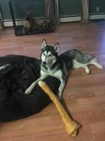 Madison - Siberian Husky Stud