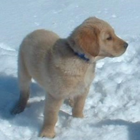 Floden Farm Golden Retrievers