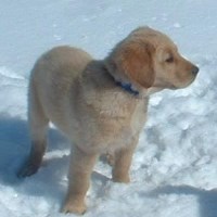 Floden Farm Golden Retrievers Golden Retriever breeder