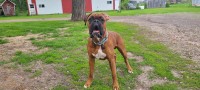 Boxer thumbnail