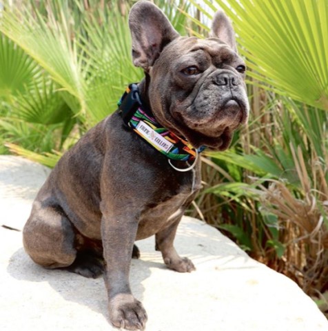 French Bulldog Stud 28706