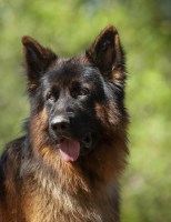 George Taverna - German Shepherd Dog Stud