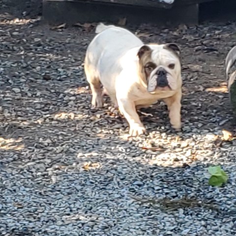 English Bulldog Breeder 30834