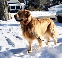 Autumn - Golden Retriever Stud