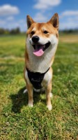 Denis - Shiba Inu Stud