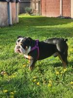 Joey DeCapio - English Bulldog Stud