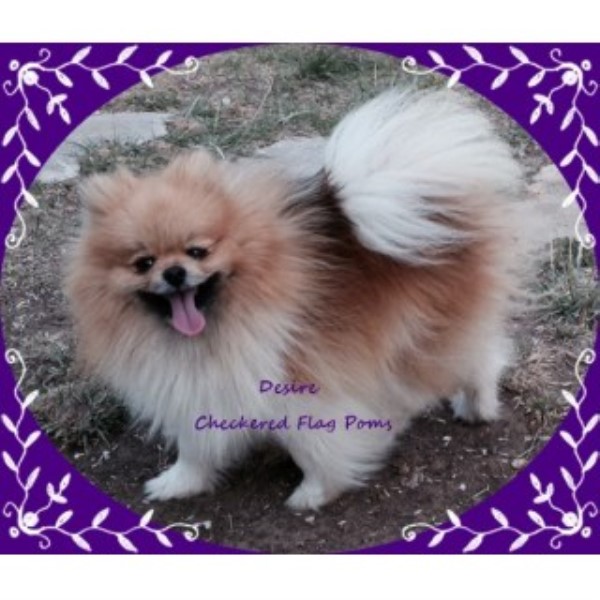 Pomeranian Breeder 23748