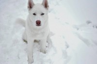 Ashleigh Rauch - Siberian Husky Stud
