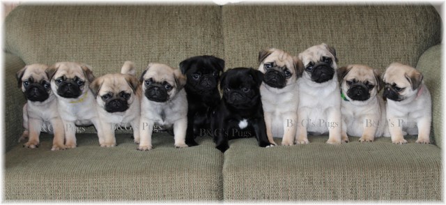 B&G's Pugs