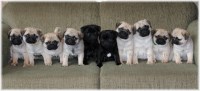 B&G's Pugs Pug breeder