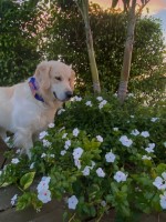 Tony - Golden Retriever Stud