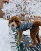 Valentina Bulgari - Labradoodle Breeder Labradoodle breeder