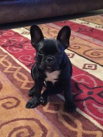 Sherrie Sullivan - French Bulldog Stud