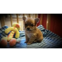 I Heart Chihuahuas Chihuahua breeder