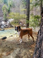 Scarlett Burfeind - Boxer Stud