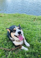 John Coffelt - Pembroke Welsh Corgi Stud