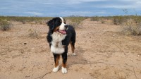 Bernese Mountain Dog thumbnail