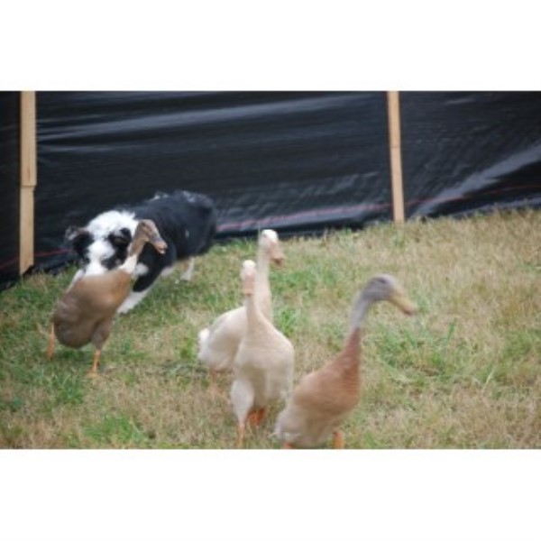 Miniature Australian Shepherd Breeder 22270