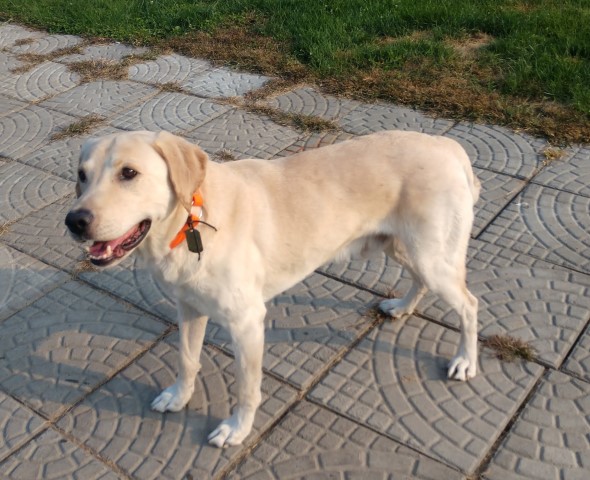 Shotgun Labrador Retrievers