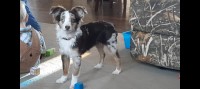Justine Brillhart - Australian Shepherd Dog Stud