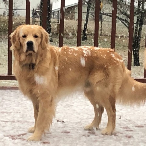 Golden Retriever Stud 27171