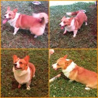 Jacob Derryberry - Pembroke Welsh Corgi Stud