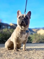 Keith Sims - French Bulldog Stud