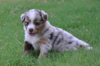 Thunder Mountain Aussies Australian Shepherd Dog breeder