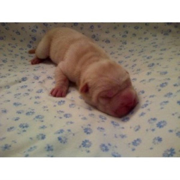 georgia shar pei puppies