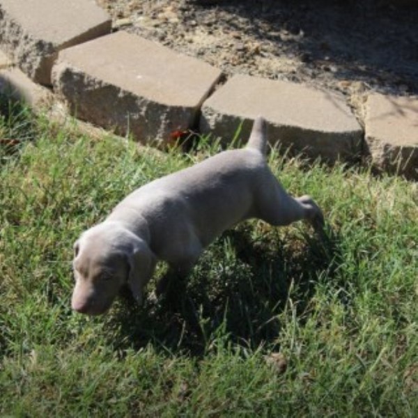 Meyer's Prancing Poodles