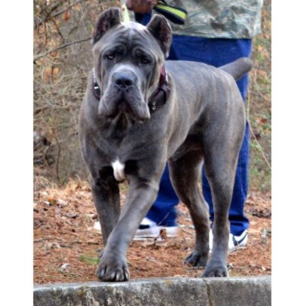 Hierarchy Cane Corso Cane Corso Stud In Atlanta Georgia