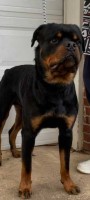 Shannon - Rottweiler Stud