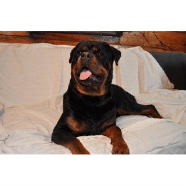 Rottweiler Breeder 24993