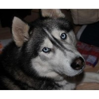 Sams Huskys Siberian Husky breeder