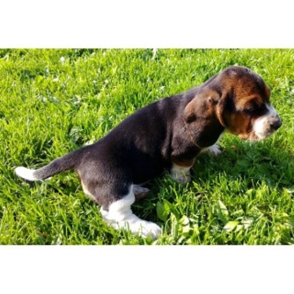 free puppies in indiana hoosier hounds basset hound breeder in indiana free puppies in indiana hoosier hounds basset hound breeder in indiana