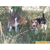 Legal Beagle Kennels Beagle breeder