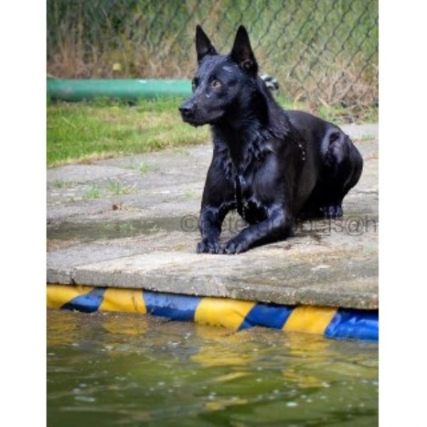 Malinois Breeder 25188