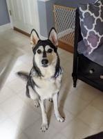 Crystal Avant - Siberian Husky Breeder Siberian Husky breeder