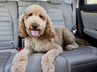 miquelle fowler - Goldendoodle Stud