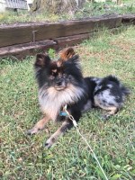 Cas Nystrom - Pomeranian Stud