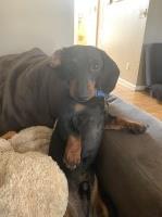 Holly Gonzalez - Dachshund Stud