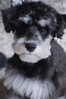 Ralph.L - Miniature Schnauzer Stud