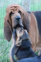 Tuckers Bloodhound Pride Bloodhound breeder