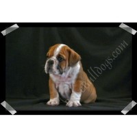 BoiseBulldogs English Bulldog breeder